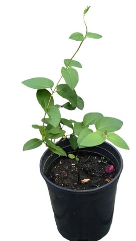 Lonicera Japanese Halliana 1Gallon Lonicera Halliana Japanese Honeysuckle 1Gallon Halls Honeysuckle Live Plant Mrfr7