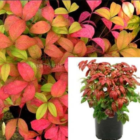 Nandina Fire Power 5Gallon Heavenly Bamboo Privacy Red Plant Nandina Domes Fr7