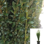 Ilex Crenata Sky Pencil 1 Gallon Japanese Holly Live Plant Fr7