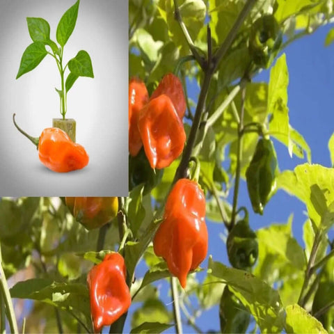 Pepper chili Habanero 4Inches Pot Plant Habanero Chilli Habanero Peppers Ht7 Best