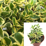 Crassula Sarmentosa Succulents variegated Plant 4icnhes Plant Showy Lime Trailing Jade variegated Jade ht7 Best