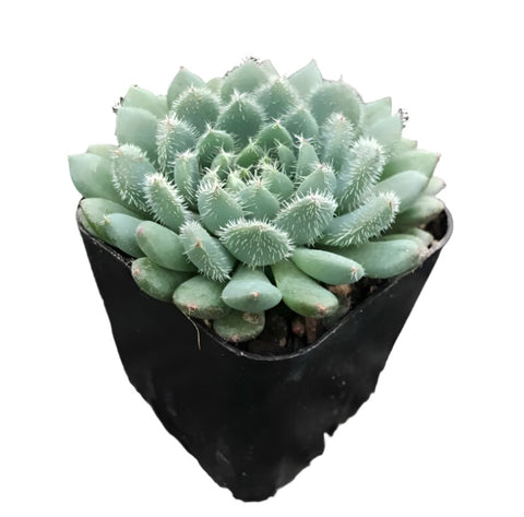 3Cuttings Echeveria Palida Succulents Argentine Echeveria Echeveria Pallida Plant Not Rooted