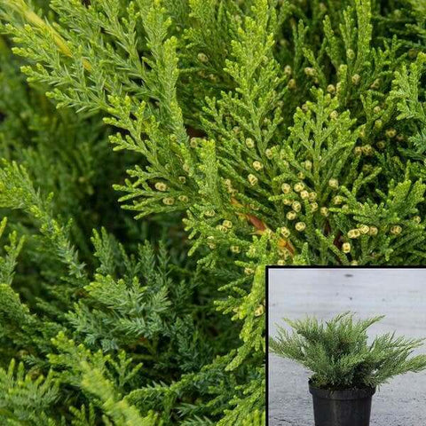 Juniperus Sabina Tamariscifolia 5Gallon Tamarix Juniper 5Gallon Full Live Plant Ho7