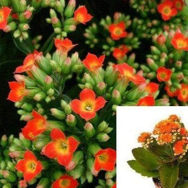 5 Cuttings Kalanchoe Orange Yellow Succulents Flaming Katy Christmas Kalanchoe Plant Not Rooted