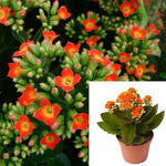 Kalanchoe Orange Yellow 4Inches Pot Succulents Plant Flaming Katy Christmas Kalanchoe Flo Live Plant Ht7 Best