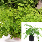 Fern Maid Fern 5inches Pot Fern Plant Adiantum Maidenhair Fern Plant Adiantum Raddianum Fern Live Plant Best ht7