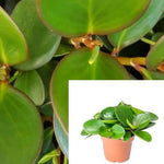 Peperomia Red Edge 4Inches Pot Foliage Plant Peperomia Clusiifolia Red Edged Peperomia R Live Plant Ht7 Best
