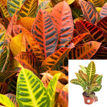 Croton Petra plant Croton Yellow Red Green Croton 4Inches Pot Foliage Live Plant Ht7