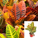 Croton Petra Plant 8inches Pot Codiaeum Variegatum Petra Plant House Live Ht7