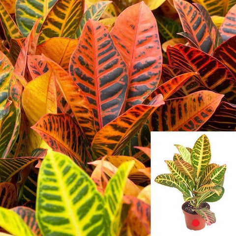 Croton Petra Plant 8inches Pot Codiaeum Variegatum Petra Plant House Live Ht7