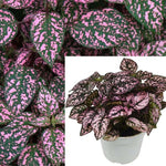 Polka Dot Pink 4Inches Polka Dot Assorted 4Inches Pot Foliage Plant Hypoestes Phyllostachya Polka Dot Ht7