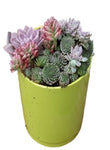 Sempervivum Pluto Rossy Succulent Drought Tolerant Hen And Chick 4Inches Pot Succulents Live Plant Rossy Rose ht7