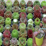 Sempervivum Pluto Rossy Succulent Drought Tolerant Hen And Chick 4Inches Pot Succulents Live Plant Rossy Rose ht7