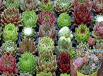 3Cuttings Sempervivum Pluto Rossy Succulent Hen And Chick Succulents rossy rose Plant Not Rooted