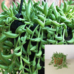 String Of Bananas Plant 4Inches Pot Hanging Vine String Of Fruit Banana Cute Vine Creeping Succulents Plant ht7 best