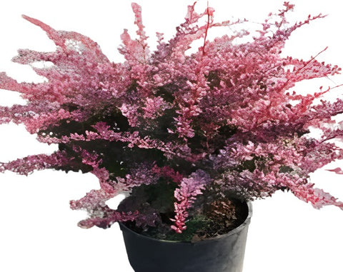 Berberis Rose Glow 1Gallon Cran Berry Plant Berberis Rose Glow Berberis Thunbergii Plant Japanese Barberry Is Spiny Broa