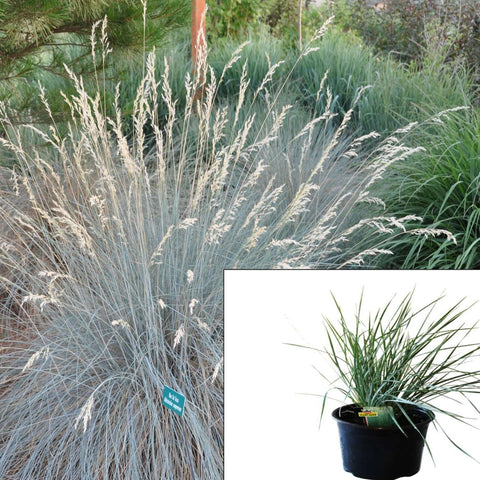 Helictotrichon Sapphire 1Gallon Plant Blue Oat Grass Ornamental Grass Live Plant Fr7 Ht7