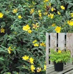 Hypericum Calycinum Plant 1Gallon Rose Of Sharon Yellow Plant Rose Of Sharon Aarons Beard Great St Jo Plant Live