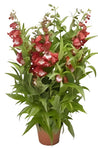 Penstemon Apple Blossom 1Gallon Beard Tongue Pink Live Plant