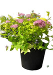 Spiraea Bumalda Goldmound 5 Gallon Dwarf Pink Plant Flower Outdoor Ho7