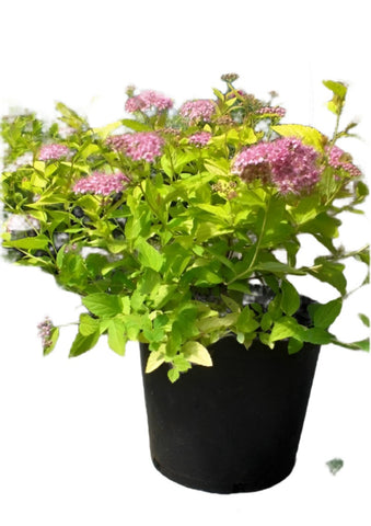 Spiraea Bumalda Goldmound 5 Gallon Dwarf Pink Plant Flower Outdoor Ho7