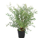 Spiraea Vanhouttei Bridal Wreath 5Gallon White Plant Vanhoutte Spirea White Live Plant Mr7 Ht7 Best