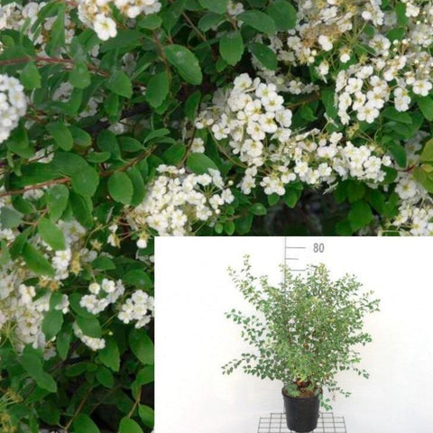 Spiraea Vanhouttei Bridal Wreath 5Gallon White Plant Vanhoutte Spirea White Live Plant Mr7 Ht7 Best