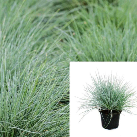 Festuca Siskiyou Plant Siskiyou Blue Idaho Fescue Plant Fescue Blue Grass 1Gallon Oudoot Live Plant Ht7 Best