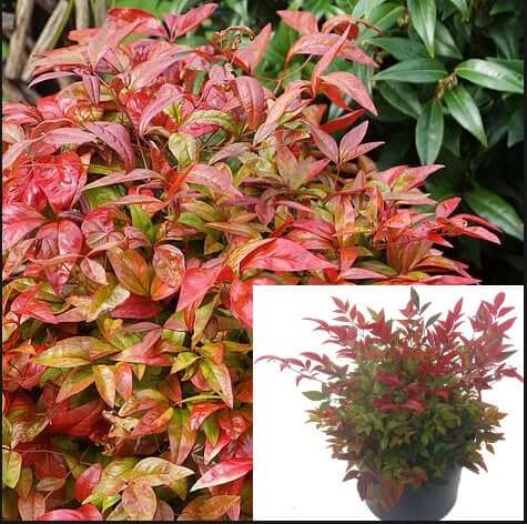 Nandina Compacta Plant Dwarf Heavenly Bamboo Privacy Red 1Gallon Red Nandina Heavenly Bamboo Sacred Bamboo Live Plant