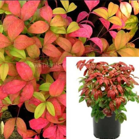 Nandina Fire Power 1Gallon Heavenly Bamboo Privacy Red Plant Nandina Domestica Heavenly Bamboo Red Live Plant Fr7