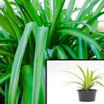 5Cuttings Spider Green grass ground covering edge hedge Chlorophytum Capense Succulent Plant Not Rooted