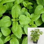 Lemon Balm Plant Her Bal Plant Melissa Officinalis 4Inches Pot Fume Lemo Ht7 Best