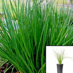 Chives Herb He Chinese Chives 4Inches Pot Plant Allium Tuberosum Garlic