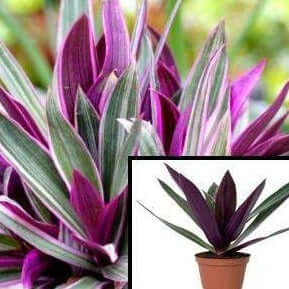 Rhoeo Tricolor 4inches Plant Rhoeo Dwarf Oyster Discolor Pink White Succulent Drought Tolerant Purple Plant Moses Cradle