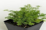 Chamomile Gernman White Daisy Winter Hardy Plant Matricaria Scen 4 Inches Mayweed White Flower Live Plant ht7