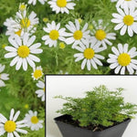 Chamomile Gernman White Daisy Winter Hardy Plant Matricaria Scen 4 Inches Mayweed White Flower Live Plant ht7