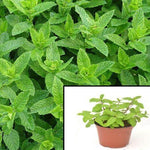 Mint Tea Green Mini Heart Leaf Mint Mojito Mint 4Inches Pot Live Plant Ht7 Best