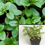 Black Mint Fragrans Mint Peppermint Plant English Peppermint Plant Mitcham Mint 4Inches Live Plant ht7 Best