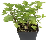 Black Mint Fragrans Mint Peppermint Plant English Peppermint Plant Mitcham Mint 4Inches Live Plant ht7 Best