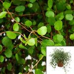 Angel Vine Muehlenbeckia Complexa Wire Root 6Inches Pot Angel vine Maidenhair vine Mattress vine