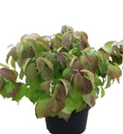 Cornus Sericea Kelseyi 5Gallon Red Osier Dogwood Kelseyi Find Kelsey Live Plant Ho7