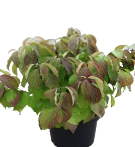 Cornus Sericea Kelseyi 5Gallon Red Osier Dogwood Kelseyi Find Kelsey Live Plant Ho7