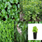 Mint Combo 4 Mint Mint 4Inches Pot Plant Peppermint Spearmint Apple Mi Ht7 Best