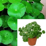Gotu Round Leaf Gotu Kola Brahmi 4Inches Pot Kola Roundleaf Asiatic Peynnywort Centell Live Plant Ht7 Best