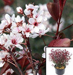 Prunus Cistena 5 Gallon Purple Leaf Sand Cher Live Plant Ho7
