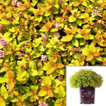 Spiraea Sundrop Spiraea Bailcarol 5Gallon Spirea Sundrop Spiraea Bailcarol Spiraea Yellow Live Plant Ht7 Best