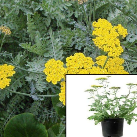 Achillea Moonshine 1Gallon Achillea Moonshine Moonshine Yarrow Plant Moonshine Yarrow Live Plant Mr7