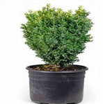 Buxus Sempervirens Suffruticosa 1Gallon Buxus Suffruticosa English Boxwood Buxus Sempervirens Common Box Europ