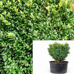 Buxus Sempervirens Suffruticosa 1Gallon Buxus Suffruticosa English Boxwood 1Gallon Buxus Sempervirens Common Box Europ L