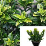Euonymus F Colorata 1Gallon Purple Leaf Wintercreeper Hofr7 Purple Leaf Wintercreeper Japanese Euonymus Perennial Evergr Live Plant